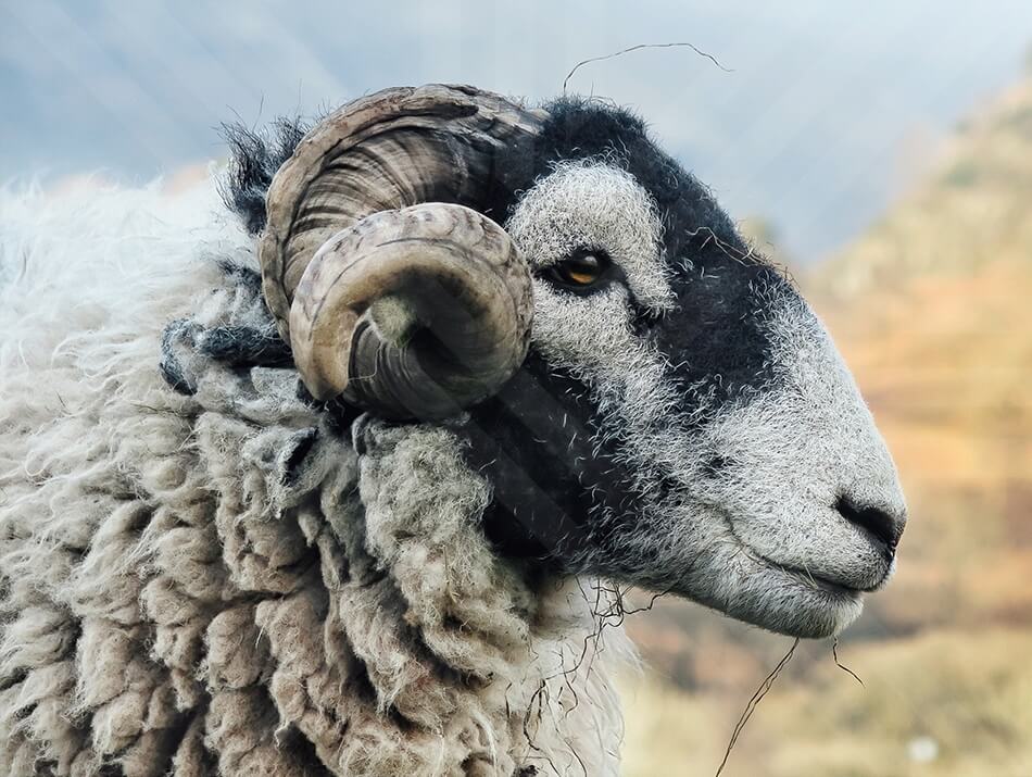 Sheep